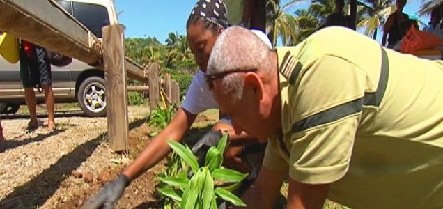 Une barrière végétale plantée à l’Anse Charpentier afin de protéger les tortues des phares des voitures