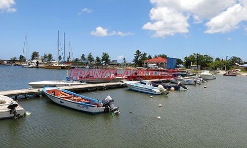 Prolifération d’algues vertes autour du port de pêche en Guadeloupe