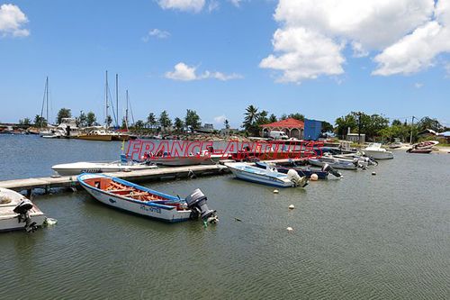 Prolifération d’algues vertes autour du port de pêche en Guadeloupe