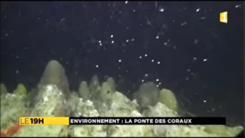 Images rares : ponte du corail-étoilé lobé, espèce en voie d’extinction à Fort-de-France