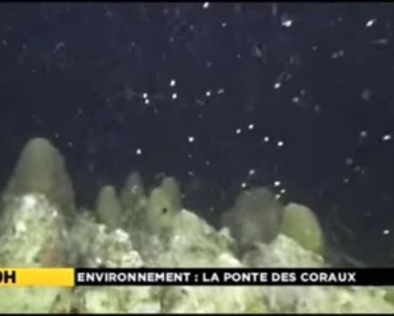 Images rares : ponte du corail-étoilé lobé, espèce en voie d’extinction à Fort-de-France