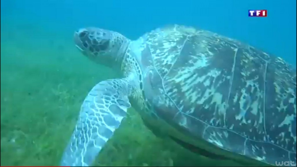 Les tortues marines vertes de retour en Martinique après 20 ans