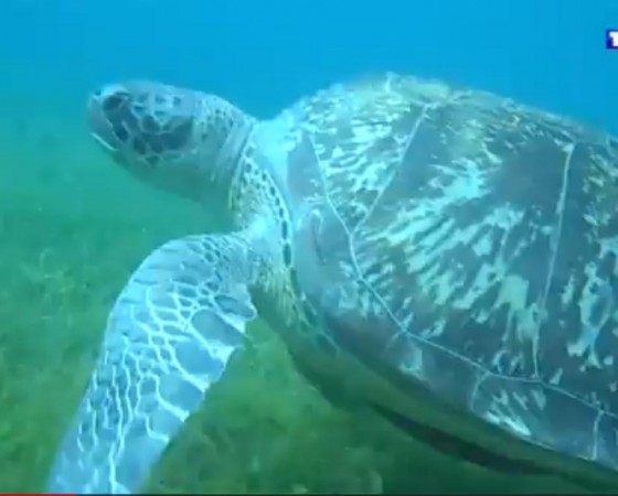 Les tortues marines vertes de retour en Martinique après 20 ans