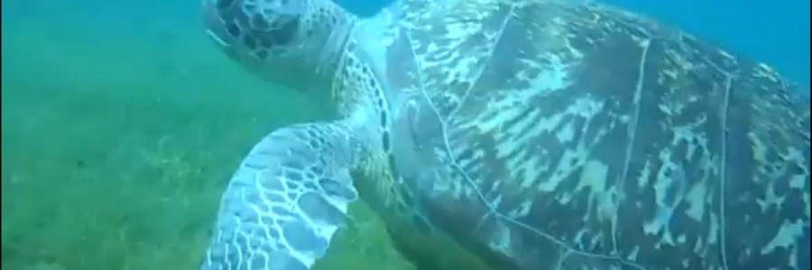 Les tortues marines vertes de retour en Martinique après 20 ans